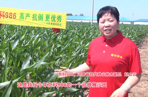 玉米种植科技短片